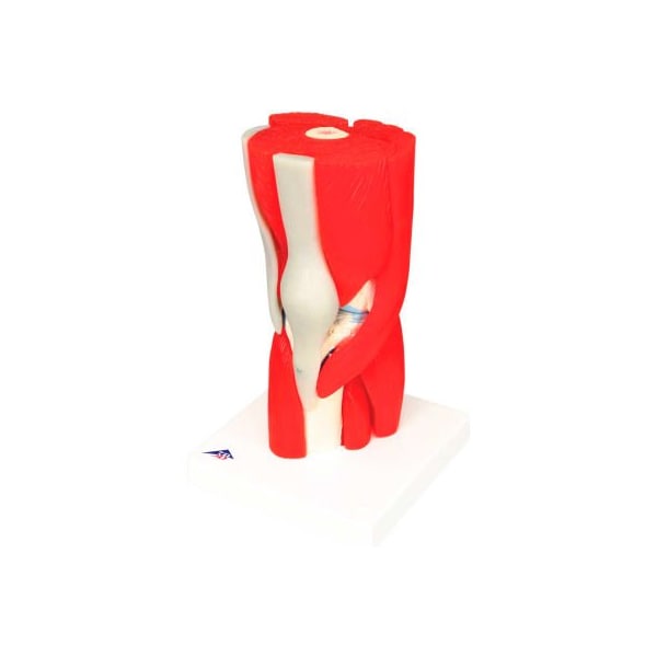 3B Anatomical Model - Knee Joint with Removable Muscles, 12-Part